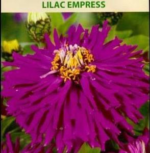 Kaktuszinnia  Lilac Empress