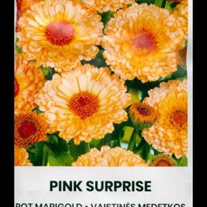 Ringblomma Pink Surprise