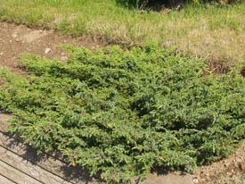 Juniperus repanda