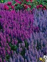 Stäppsalvia färgmix