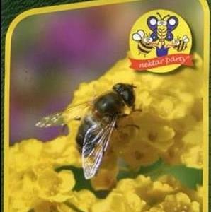 Blommix för bin Nectar Party