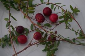 Tranbär Cranberry