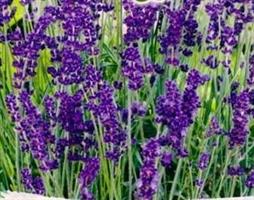 Lavendel ekologiskt frö