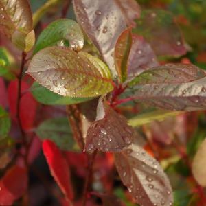 Aronia melanocarpa