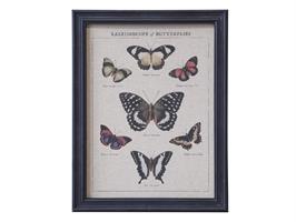 Tavla Butterflies 2