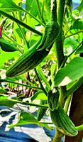 Aubergine Thai Green Frog Fingers