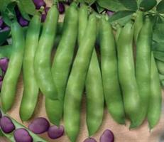 Bondböna Extra precoce a grano violetto