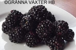 Bjönrbärs hybrid Boysenberry