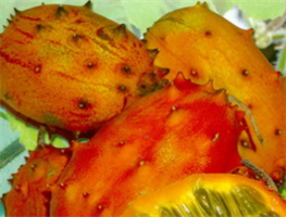 Kiwano afrikansk horngurka