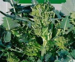 Broccolirybs Spigariello