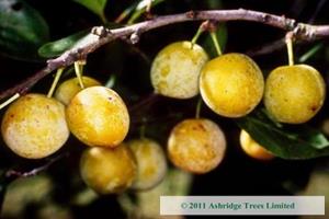 Prunus Mirabella de Nancy
