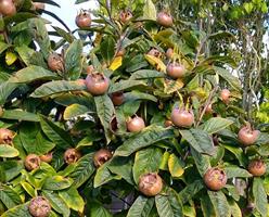 Mespilus germanica mispel ätliga frukter