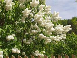 Syringa vulgaris alba Veberöd slutsålda