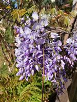 Wistera Blue Moon blåregn