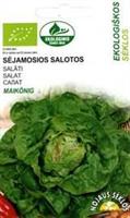 Sallat huvud  May Queen Ekologisk
