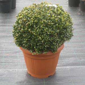 Buxus semper boll 35 ccm