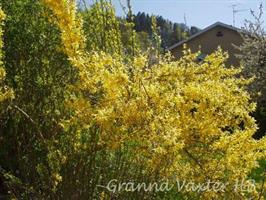 Forsythia intermedia slutsålda vår 23