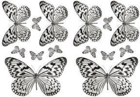 Fjärilar s/v S