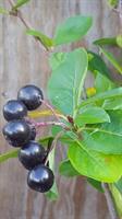Aronia prunifolia Ellata 30-50 slutsålda 23