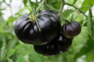 Tomat "Black Beauty"