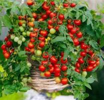 Tomat Gartenperle