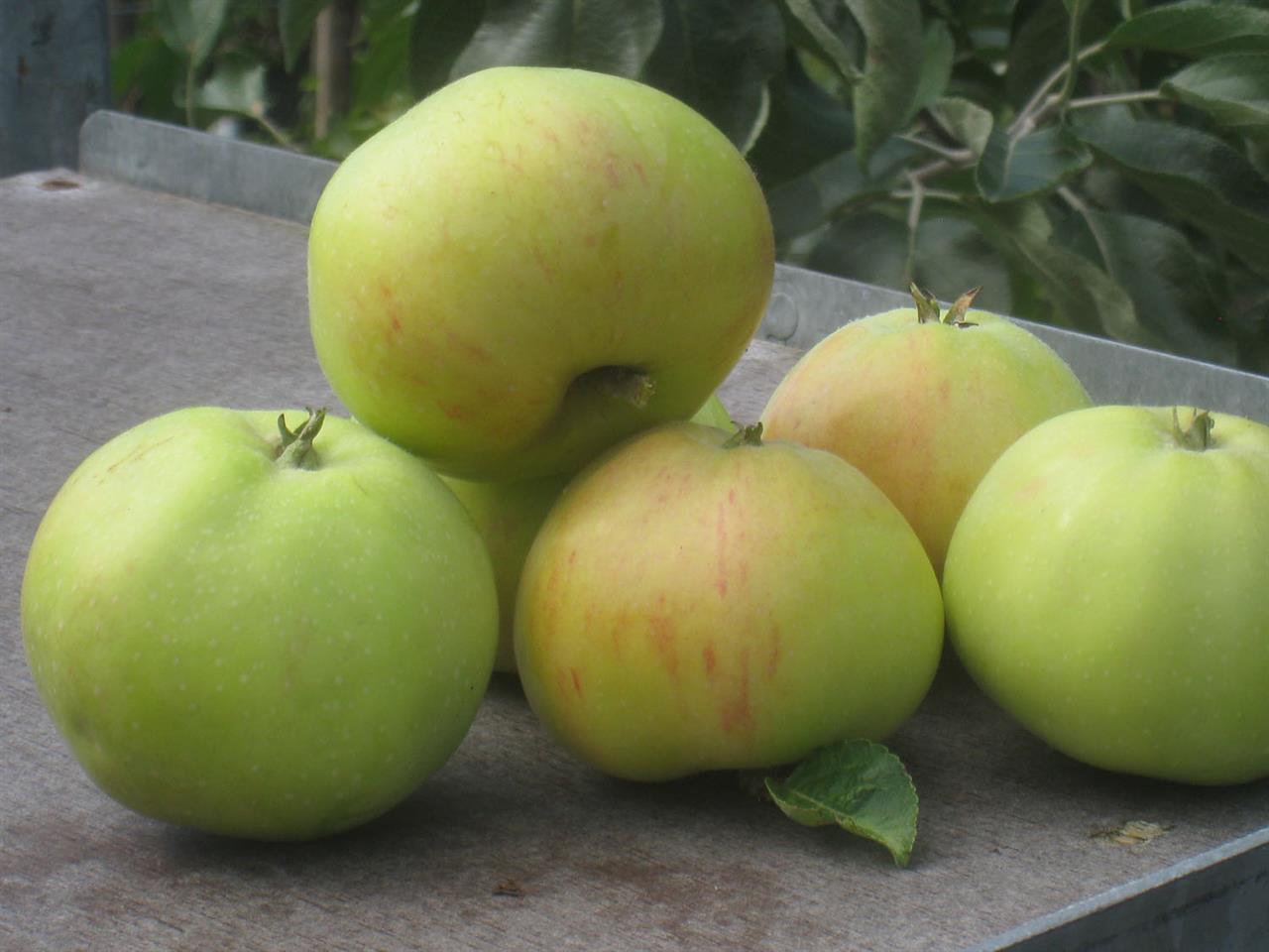 Hornsberg Smålands landskapsäpple