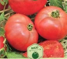 Tomat Faworyt ekologiskt frö
