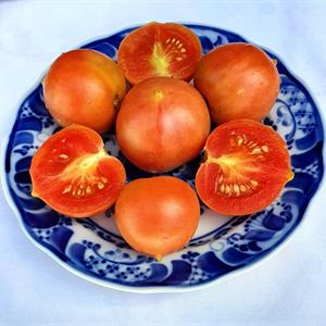 Tomat Gialletto Brindisino