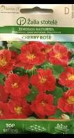 Buskkrasse Cherry Rose