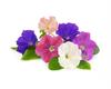 Lingot® Spiselig Petunia
