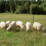 Våra riksbedömda baggar 2013. Ymer får betäcka en betäckningsgrupp, som kommer att lamma 2014.