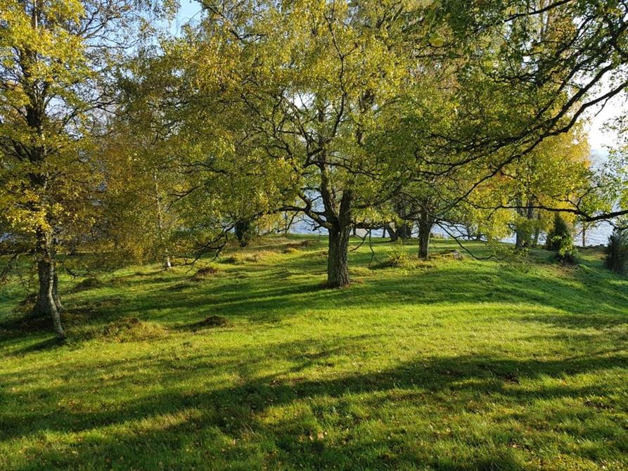 Slåtteräng vid sjön Jogen i Ulricehamns kommun, oktober 2018