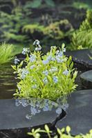 Myosotis scorpioides (moeras vergeet mij nietje)