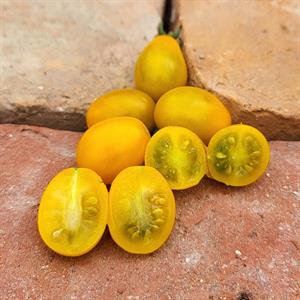 Cuban Yellow Grape