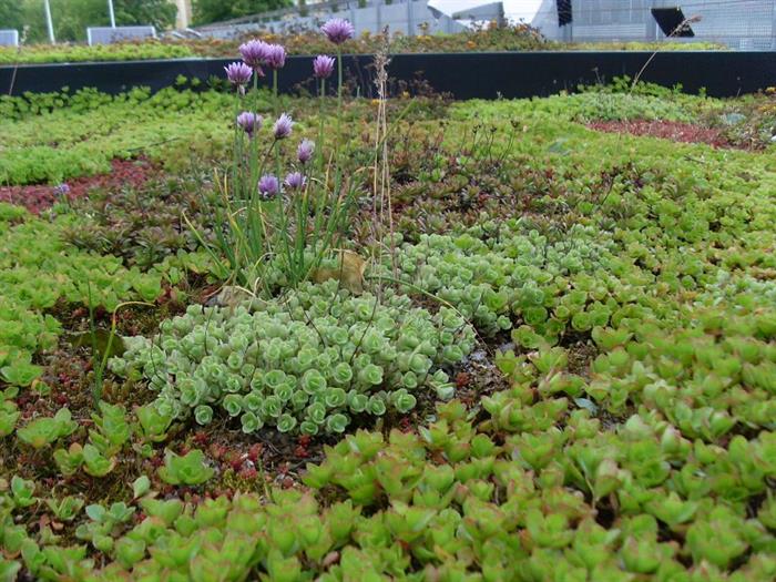 E.ON: ”Sju fördelar med växter på taket – bra för både plånbok och miljön”