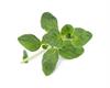 Lingot® Org. Oregano