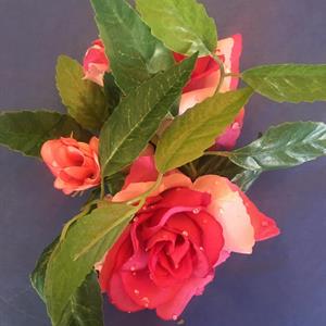 Lysmansjett rose - Rosa