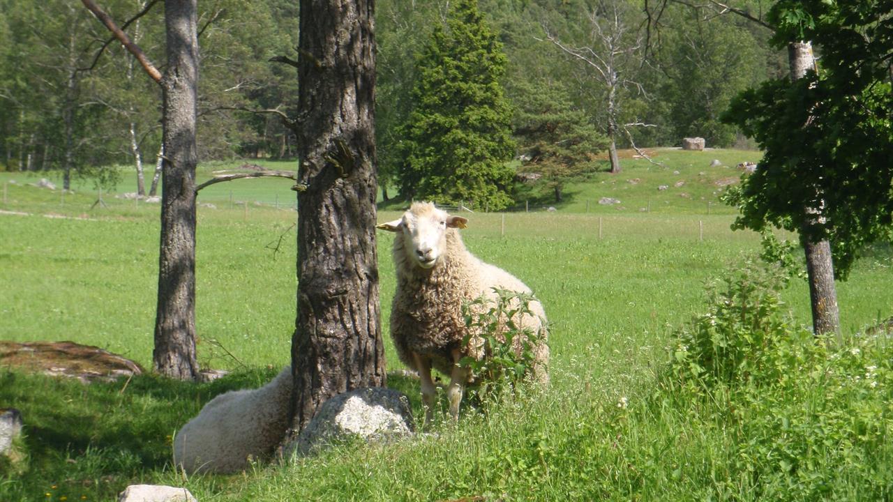 En av baggarna som är far till lammen som föddes våren 2015