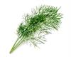 Lingot® Bio Dill