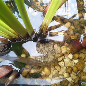 Aquart Bio Waterplanten voeding 