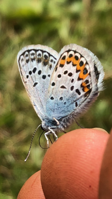 Avvikande Sommaröppettider