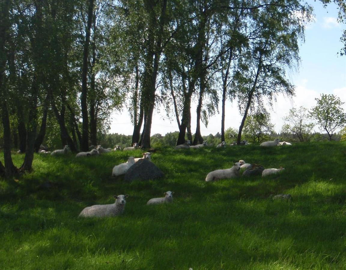 Björkbacken, ett av fårens favoritställen