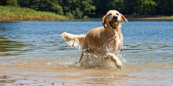 hund i vann