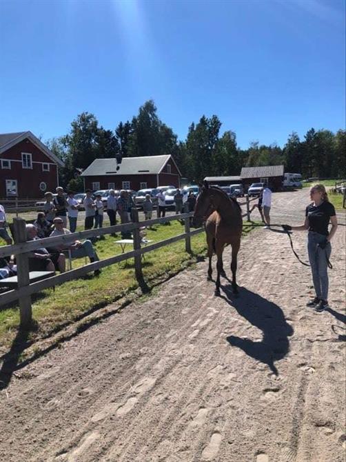 I augusti så hade vi vår årliga hästägarträff. Det blev en trevlig tillställning med våra fina hästar, mycket folk och vackert väder.