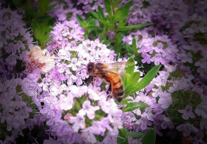Bin från Grävelsta pollinerar växter och ger oss honung