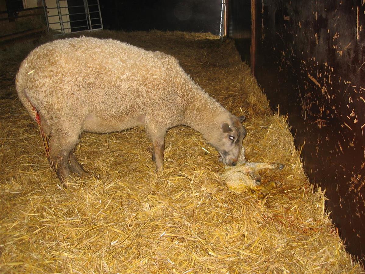 Första lammet föds på Grävelsta, våren 2008