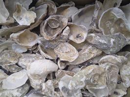 Aquart oester schelpen