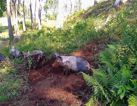 Bökande grisar på Grävelsta under sommarhalvåret