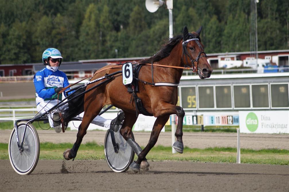Vår tjejhäst Lövdala Kenji gick premielopp på Hagmyren i augusti. Vi ser fram emot att se honom på tävlingsbanan 2023.