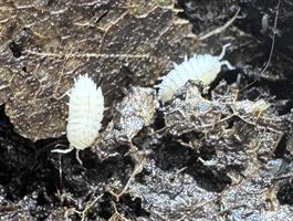 Trichorhina tomentosa - Tropic dwarf white